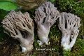 Ramaria fumigata-amf410